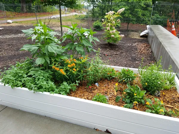 Pollinator garden on Scott Northern Wake Campus