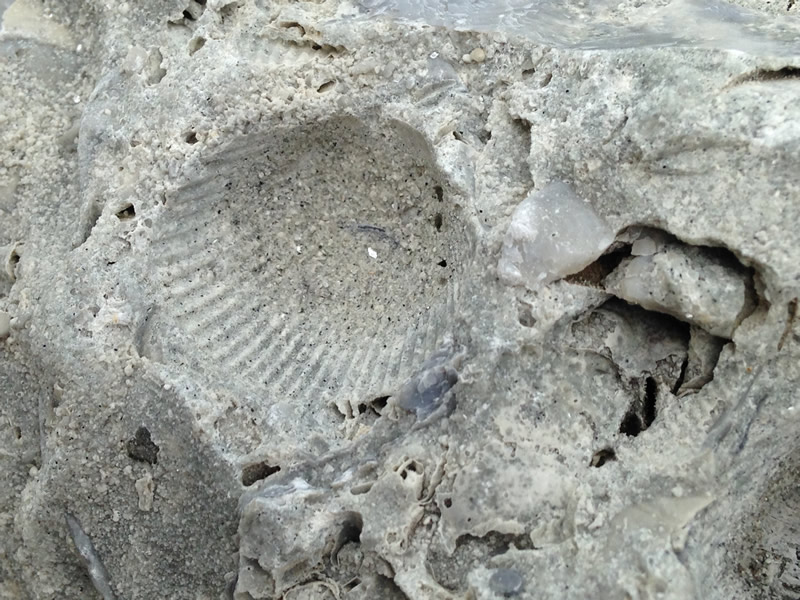 Figure 4: Detail of an impression made in the mud by a ridged shell.