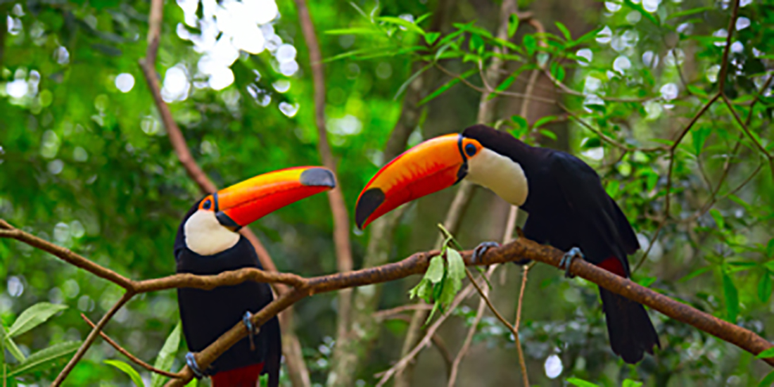 Toucans in Amazon rainforest