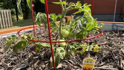 Wake Tech students are growing tomato plants in a vegetable garden on Southern Wake Campus.