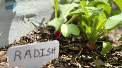 Wake Tech students are growing tomato plants in a vegetable garden on Southern Wake Campus.