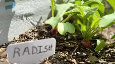 Wake Tech students plant seedlings in the vegetable garden on Southern Wake Campus.