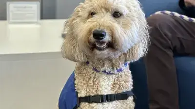 A therapy dog helps students get a break from studying.