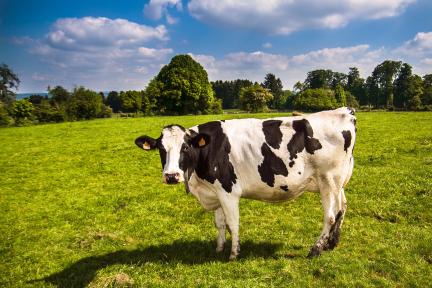 Tasty Tuesday - FREE Chick-fil-A SWC